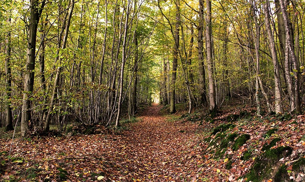 Vue du bois de la Barre à La Ferté-sous-Jouarre, chemin de promenade