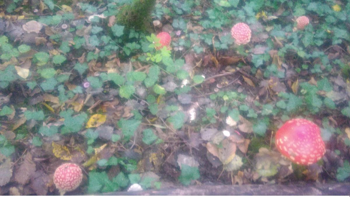 photo représentant des champignons rouges à pois blancs dans les bois. (Amanites tue-mouche)