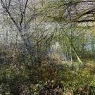 photographie sur papier satiné, contrecollée sur aluminium, représentant un sous-bois.