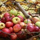 Panier en fil de fer contenant des pommes, posé au sol sur ds feuilles mortes.