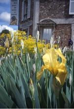 Iris jaunes devant le musée