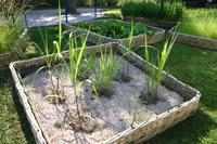Miscanthus