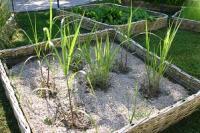 Miscanthus