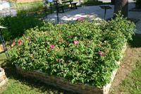 Rose de Provins