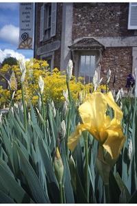 Iris jaunes devant le musée