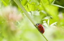 Faits divers au jardin