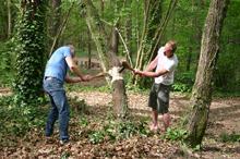 Abattage d'un arbre 