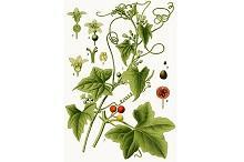 Bryonia cretica subsp. dioica