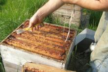 photo de rayons de miel dans une ruche