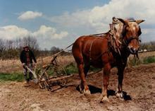 Cheval de trait en Seine-et-Marne