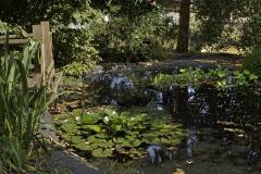 La mare dans le jardin du musée, des nénuphars y ont poussé.