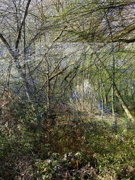 photographie sur papier satiné, contrecollée sur aluminium, représentant un sous-bois.