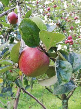 Photographie d'un pommier dans un verger, au premier plan une grosse pomme rouge