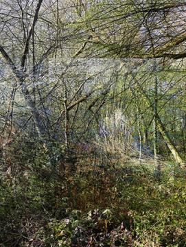 photographie sur papier satiné, contrecollée sur aluminium, représentant un sous-bois.