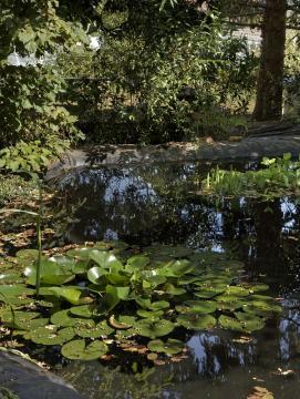 La mare dans le jardin du musée, des nénuphars y ont poussé.