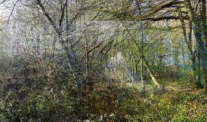 photographie sur papier satiné, contrecollée sur aluminium, représentant un sous-bois.