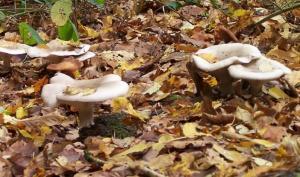 Champignons en forêt