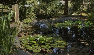 La mare dans le jardin du musée, des nénuphars y ont poussé.