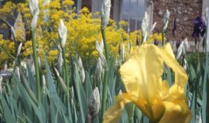 Iris jaunes en fleurs aux abords du musée