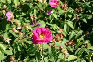 Rose de Provins