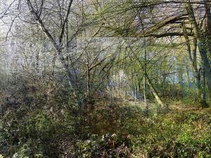 photographie sur papier satiné, contrecollée sur aluminium, représentant un sous-bois.