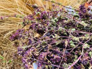 Photographie de fleurs sauvages coupées, posées sur de l'herbe sèche