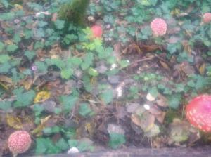 photo représentant des champignons rouges à pois blancs dans les bois. (Amanites tue-mouche)