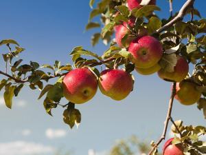 Photographie de pommes rouges et jaunes sur une branche de pommier dans un verger