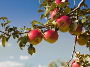 Photographie couleur d'une branche de pommier avec des pommes mûres, sur fond de ciel bleu
