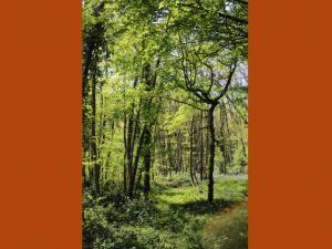 photographie d'une forêt au printemps