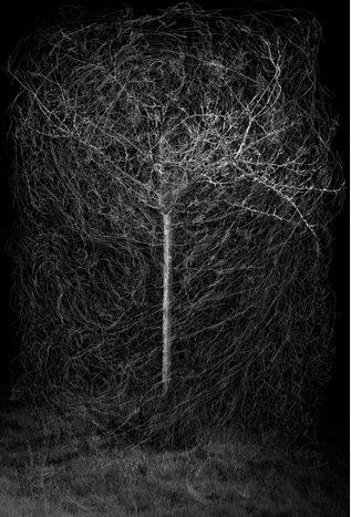 Illustration du livre "Bertrand Flachot, La part du trait" : un arbre stylisé, sur un fond noir, à la façon d'un négatif photographique