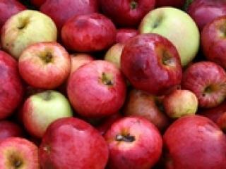 Les pommes de l'atelier jus de pommes