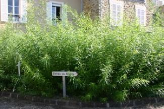 L'oseraie dans la cour du musée