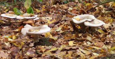 Champignons en forêt