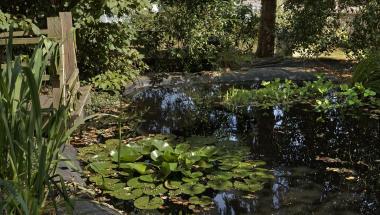 La mare dans le jardin du musée, des nénuphars y ont poussé.