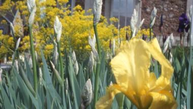 Iris jaunes en fleurs aux abords du musée