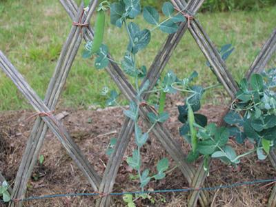Haie losangée en osier, dans le jardin du musée, des plants de petits pois grimpent le long de la haie
