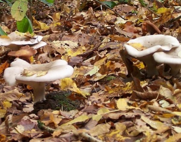 Champignons en forêt