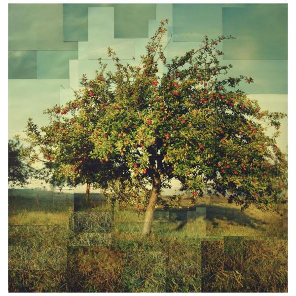 Photocollage d’un pommier de Brie