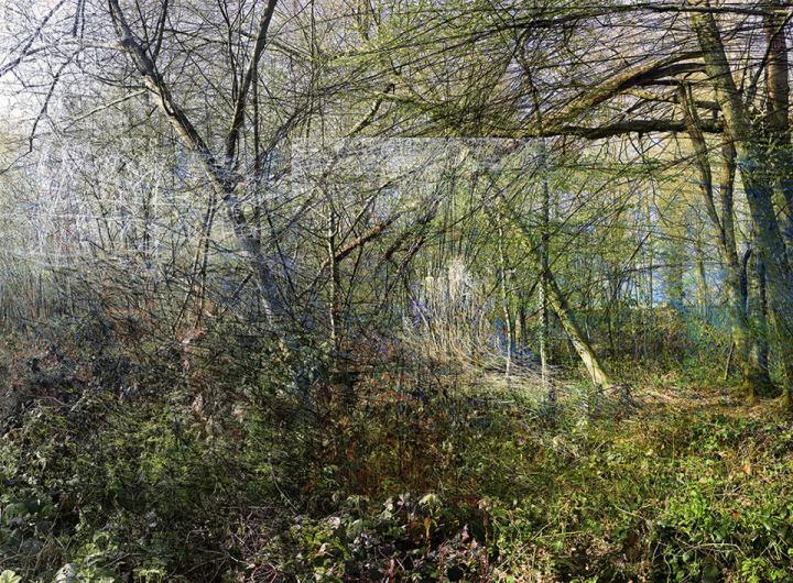 photographie sur papier satiné, contrecollée sur aluminium, représentant un sous-bois.