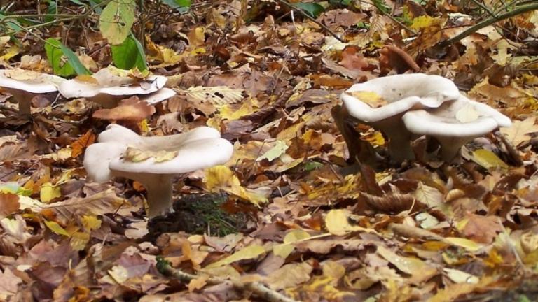 Champignons en forêt